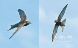 东江揽胜:588张常见鸟类高清图谱(鸟类大全图片及名称)