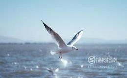 东江揽胜:588张常见鸟类高清图谱(鸟类大全图片及名称)