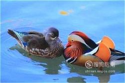 东江揽胜:588张常见鸟类高清图谱(鸟类大全图片及名称)