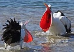 东江揽胜:588张常见鸟类高清图谱(鸟类大全图片及名称)