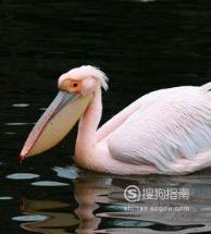 东江揽胜:588张常见鸟类高清图谱(鸟类大全图片及名称)