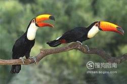 东江揽胜:588张常见鸟类高清图谱(鸟类大全图片及名称)