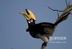 东江揽胜:588张常见鸟类高清图谱(鸟类大全图片及名称)