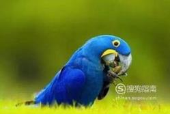 东江揽胜:588张常见鸟类高清图谱(鸟类大全图片及名称)