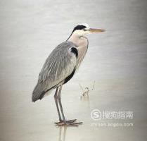 东江揽胜:588张常见鸟类高清图谱(鸟类大全图片及名称)