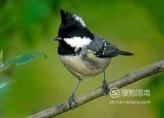 东江揽胜:588张常见鸟类高清图谱(鸟类大全图片及名称)