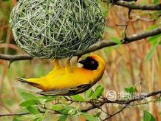 东江揽胜:588张常见鸟类高清图谱(鸟类大全图片及名称)