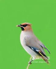 东江揽胜:588张常见鸟类高清图谱(鸟类大全图片及名称)