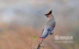 东江揽胜:588张常见鸟类高清图谱(鸟类大全图片及名称)