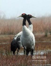 东江揽胜:588张常见鸟类高清图谱(鸟类大全图片及名称)