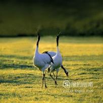 东江揽胜:588张常见鸟类高清图谱(鸟类大全图片及名称)