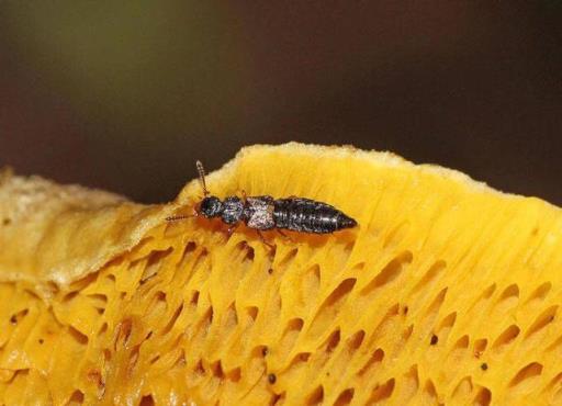 隐翅虫引起的皮炎特别疼！(隐翅虫皮炎初期图片)