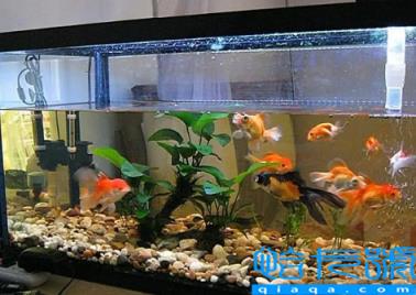 卧室里面放鱼缸好吗(卧室放鱼缸放什么位置比较好气运)