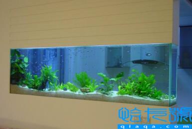 卧室里面放鱼缸好吗(卧室放鱼缸放什么位置比较好气运)