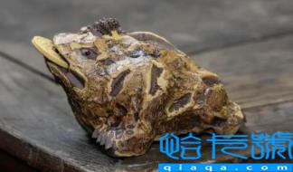 进门放金蟾蜍好不好(家里摆蟾蜍有啥讲究没)