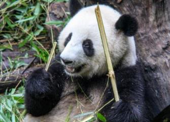 大陆赠台大熊猫状况不佳躺地进食(大熊猫睡觉时间和进食时间)