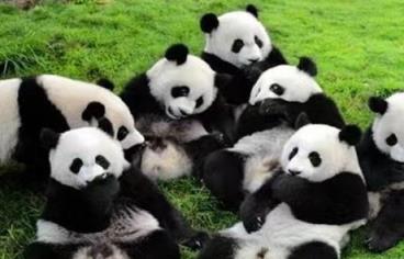 大陆赠台大熊猫状况不佳躺地进食(大熊猫睡觉时间和进食时间)