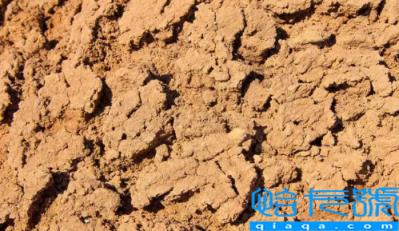 科学家证明吃土可治疗肠炎是真的吗(吃土会对身体有害吗)