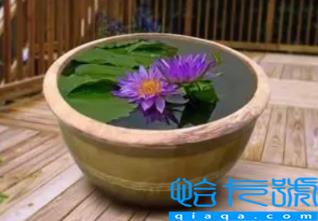 庭院水缸能种铜钱草吗(庭院水缸最适合种什么植物)