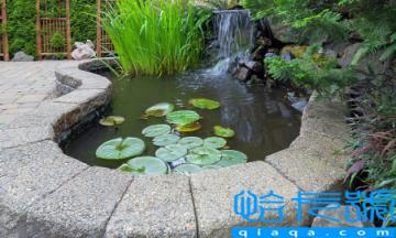 庭院水缸能种铜钱草吗(庭院水缸最适合种什么植物)