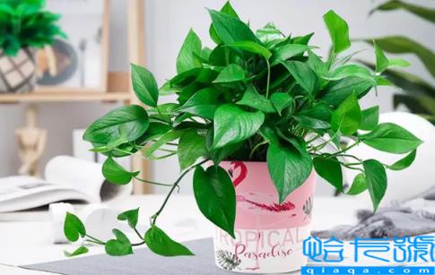 绿萝放在卧室对人是否有影响(绿萝放在卧室里好吗)