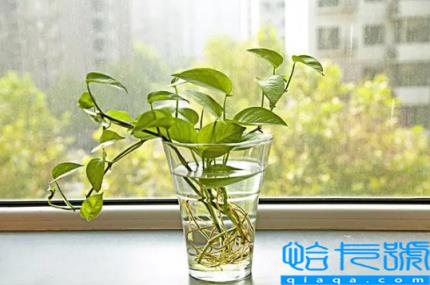 绿萝放在卧室对人是否有影响(绿萝放在卧室里好吗)