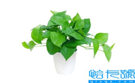 绿萝和吊兰哪个吸附甲醛的功能更强(绿萝和吊兰哪个净化空气好)