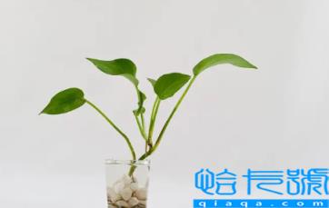 绿萝浇酱油水是浇在叶子上吗(绿萝浇酱油水是浇在根部吗)