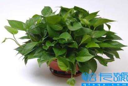 绿萝浇酱油水是浇在叶子上吗(绿萝浇酱油水是浇在根部吗)