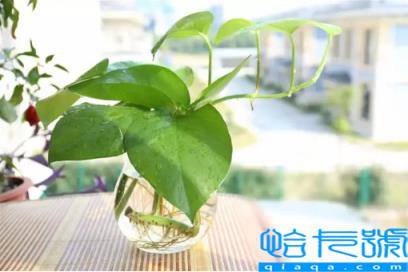 绿萝用酱油水好还是啤酒水好(绿萝浇酱油水还是白醋水好)