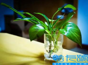 绿萝用酱油水好还是啤酒水好(绿萝浇酱油水还是白醋水好)