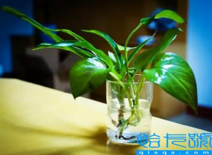 绿萝浇酱油水是生抽还是老抽好(绿萝用哪种酱油比较好)