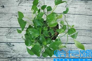 绿萝浇酱油水是生抽还是老抽好(绿萝用哪种酱油比较好)