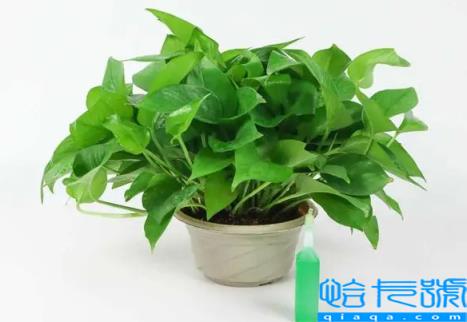 绿萝浇酱油水是生抽还是老抽好(绿萝用哪种酱油比较好)