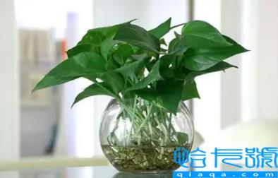 绿萝能除甲醛和异味吗(为什么绿萝能除甲醛和异味)