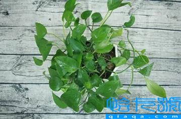绿萝能除甲醛和异味吗(为什么绿萝能除甲醛和异味)