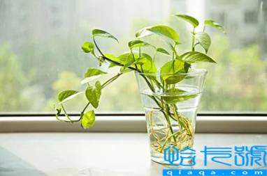 绿萝浇酱油水能更旺盛吗(绿萝浇酱油水可以长得快吗)