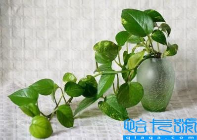 绿萝浇酱油水能更旺盛吗(绿萝浇酱油水可以长得快吗)