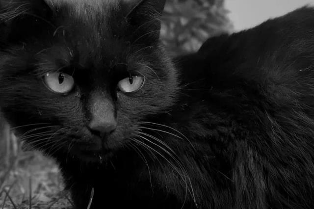 为什么说捡的猫不吉利怎么化解（救了流浪猫其实是猫救了你）