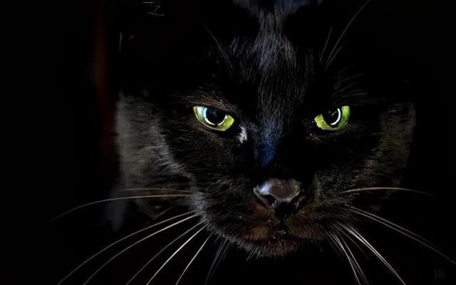 为什么说捡的猫不吉利怎么化解（救了流浪猫其实是猫救了你）