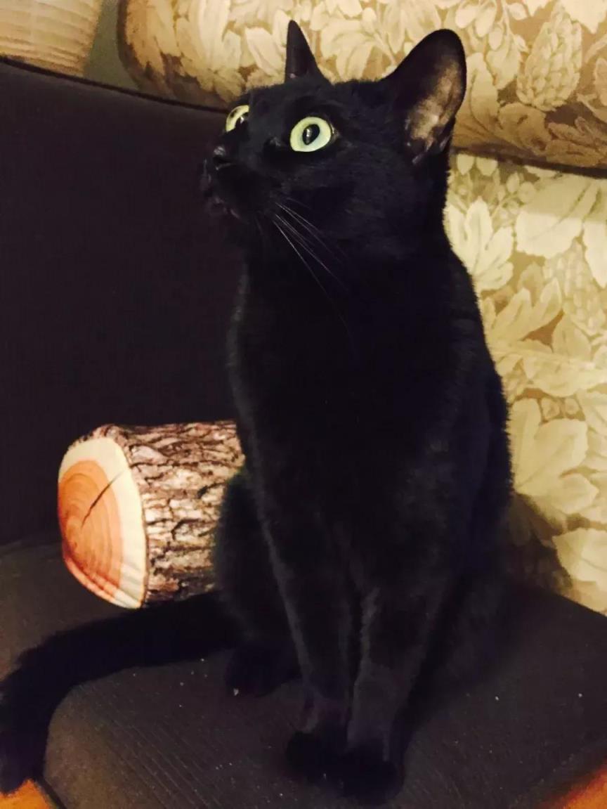 为什么说捡的猫不吉利怎么化解（救了流浪猫其实是猫救了你）