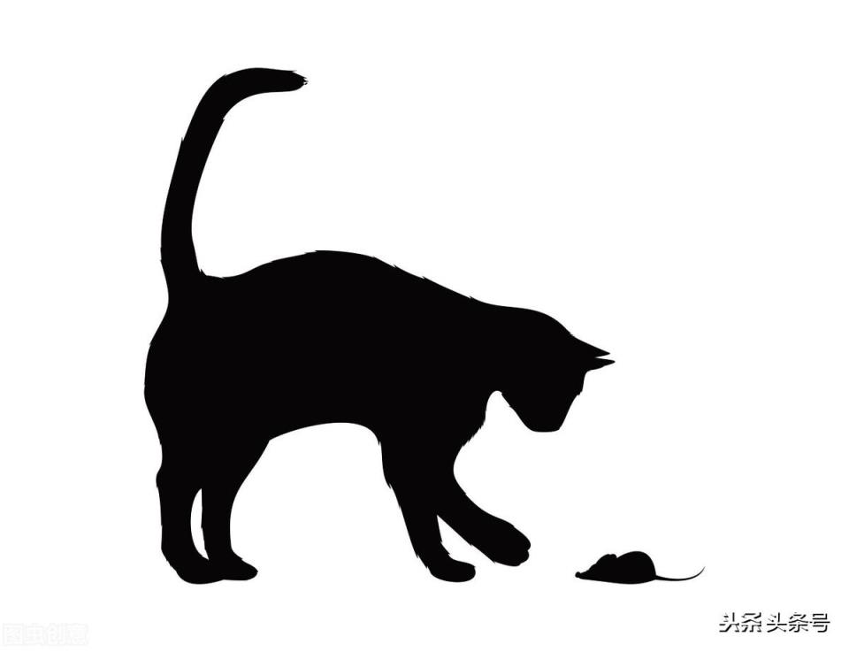 为什么说捡的猫不吉利怎么化解（救了流浪猫其实是猫救了你）