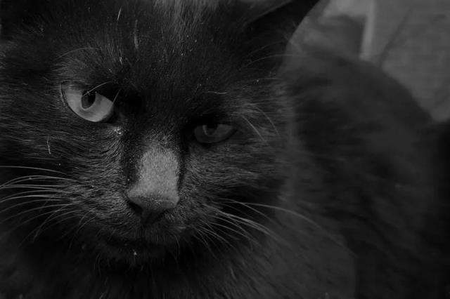 为什么说捡的猫不吉利怎么化解（救了流浪猫其实是猫救了你）