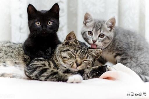 为什么说捡的猫不吉利怎么化解（救了流浪猫其实是猫救了你）