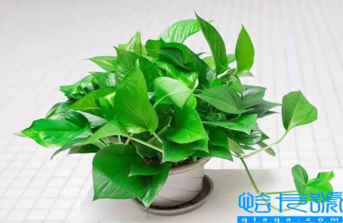 绿萝叶子发黄是剪掉还是拔掉(绿萝叶子发黄要剪掉吗)