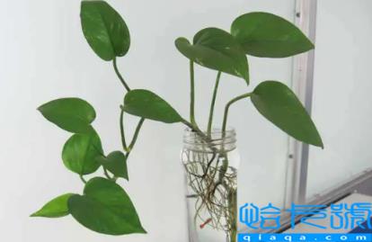 绿萝叶子发黄是剪掉还是拔掉(绿萝叶子发黄要剪掉吗)