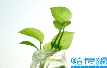 绿萝叶子发黄是什么原因(绿萝叶子发黄的原因以及解决方法)