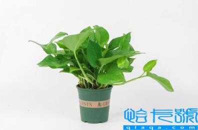 绿萝叶子发黄是什么原因(绿萝叶子发黄的原因以及解决方法)