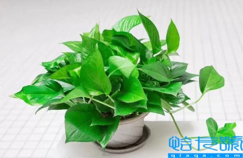 绿萝叶子发黄是什么原因(绿萝叶子发黄的原因以及解决方法)