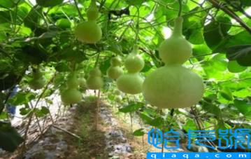 家里放了几十个葫芦好吗(家里放葫芦几个好)